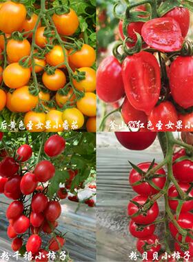 黄色红色圣女果苗子普罗旺斯苗草莓番茄苗四季阳台盆栽蔬菜苗