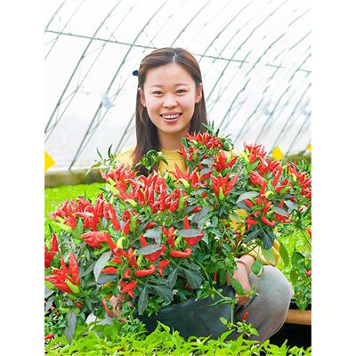 七彩辣椒种籽孑苗秧朝天菜