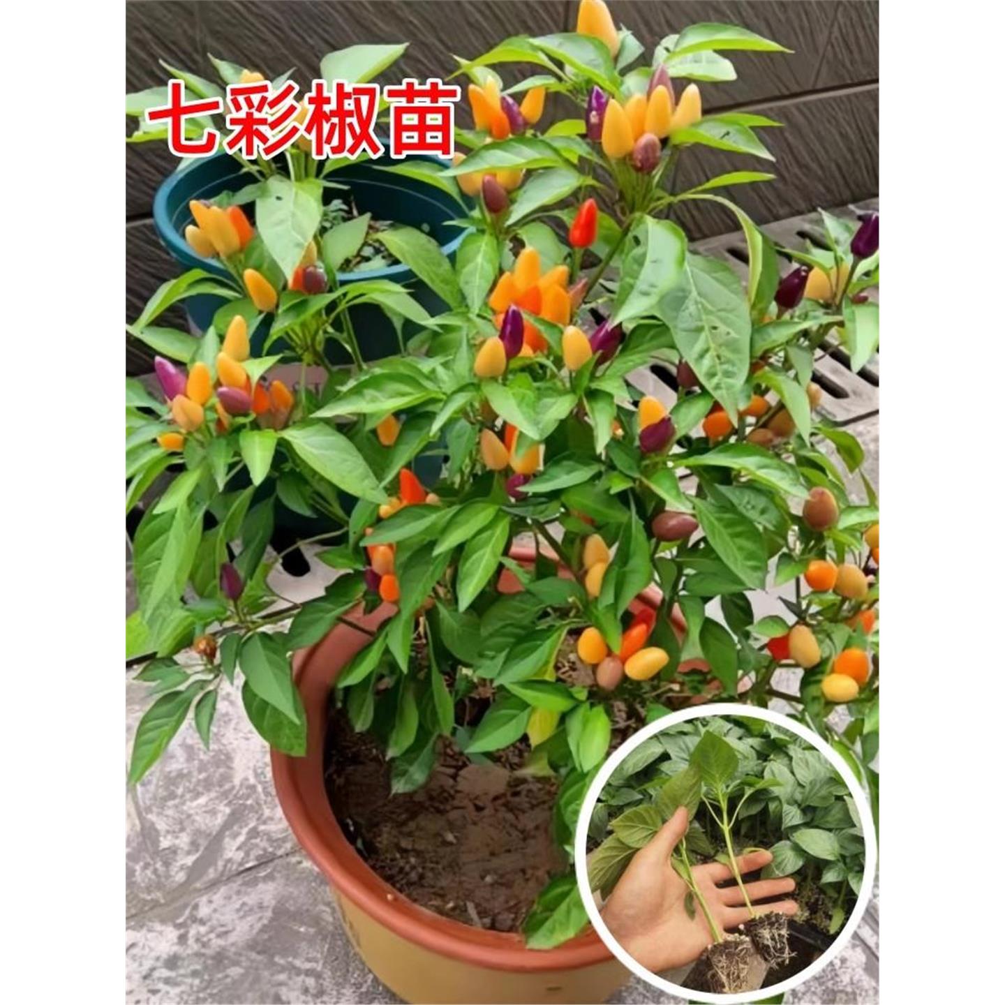七彩辣椒苗秧五泡食用观赏