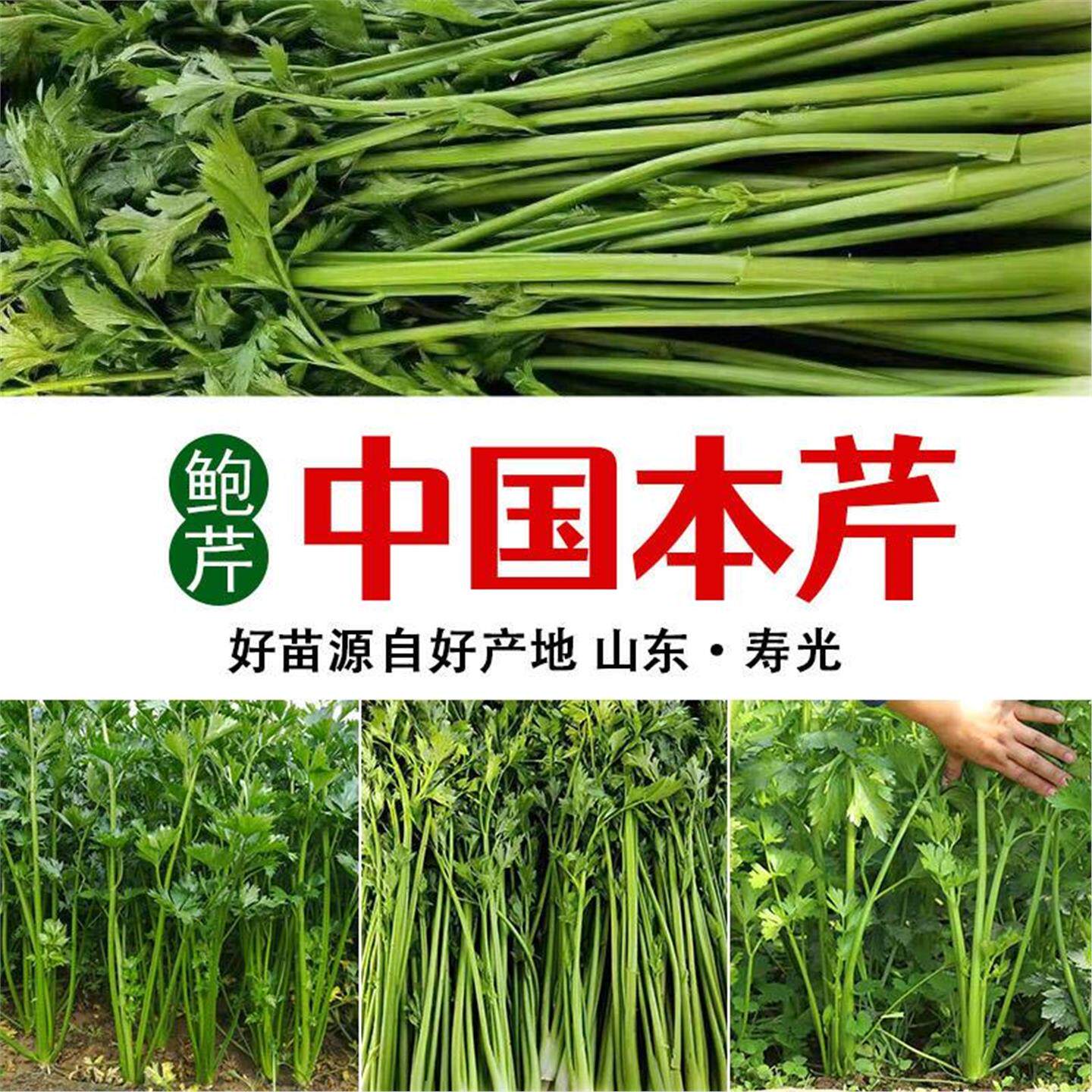 章丘鲍芹苗特色种根摩西香