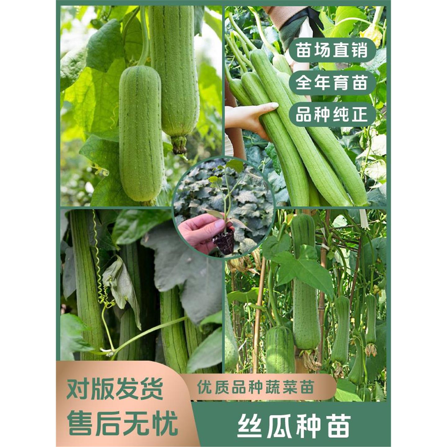 【丝瓜苗】四季优质种高产