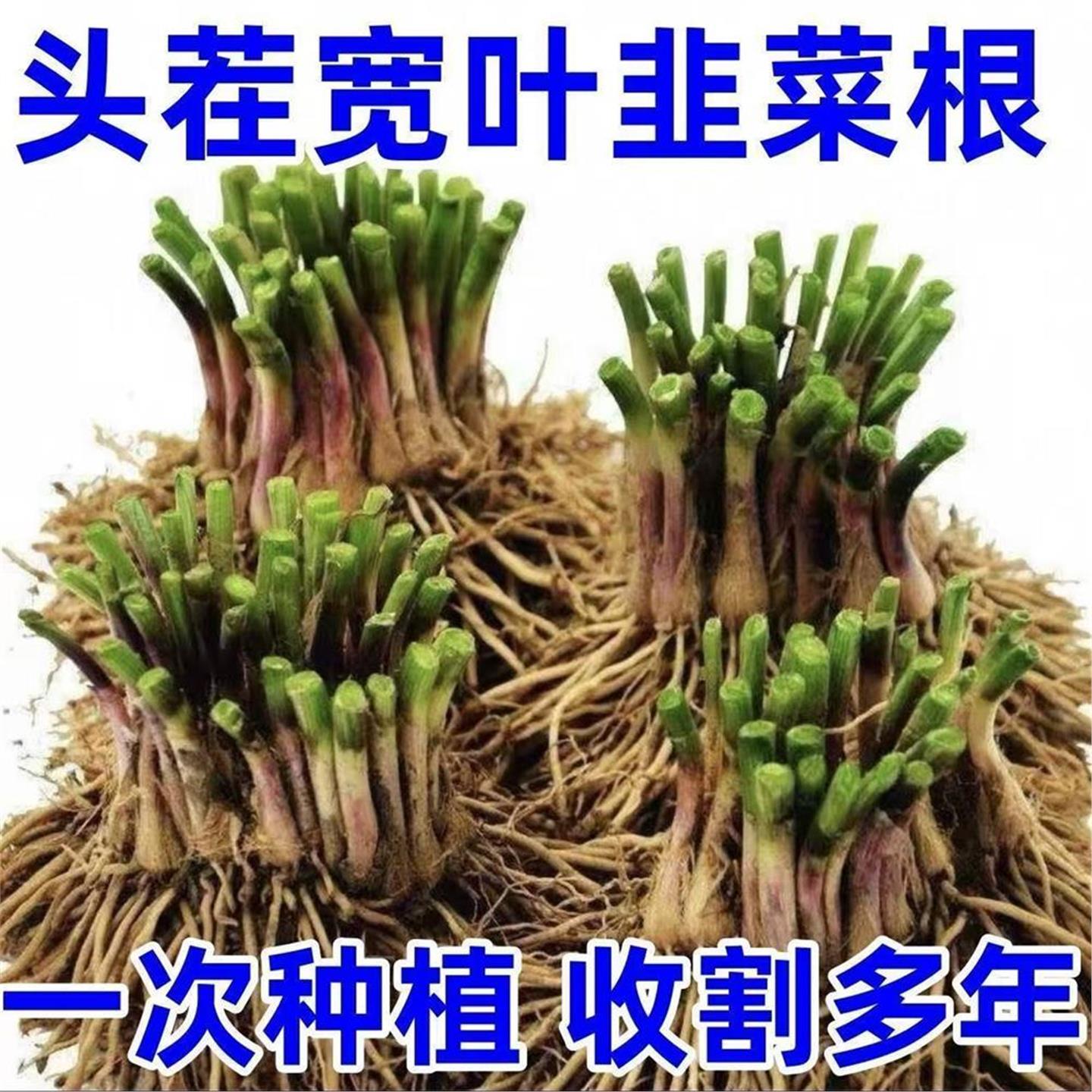 本地农家现挖头茬韭菜根苗