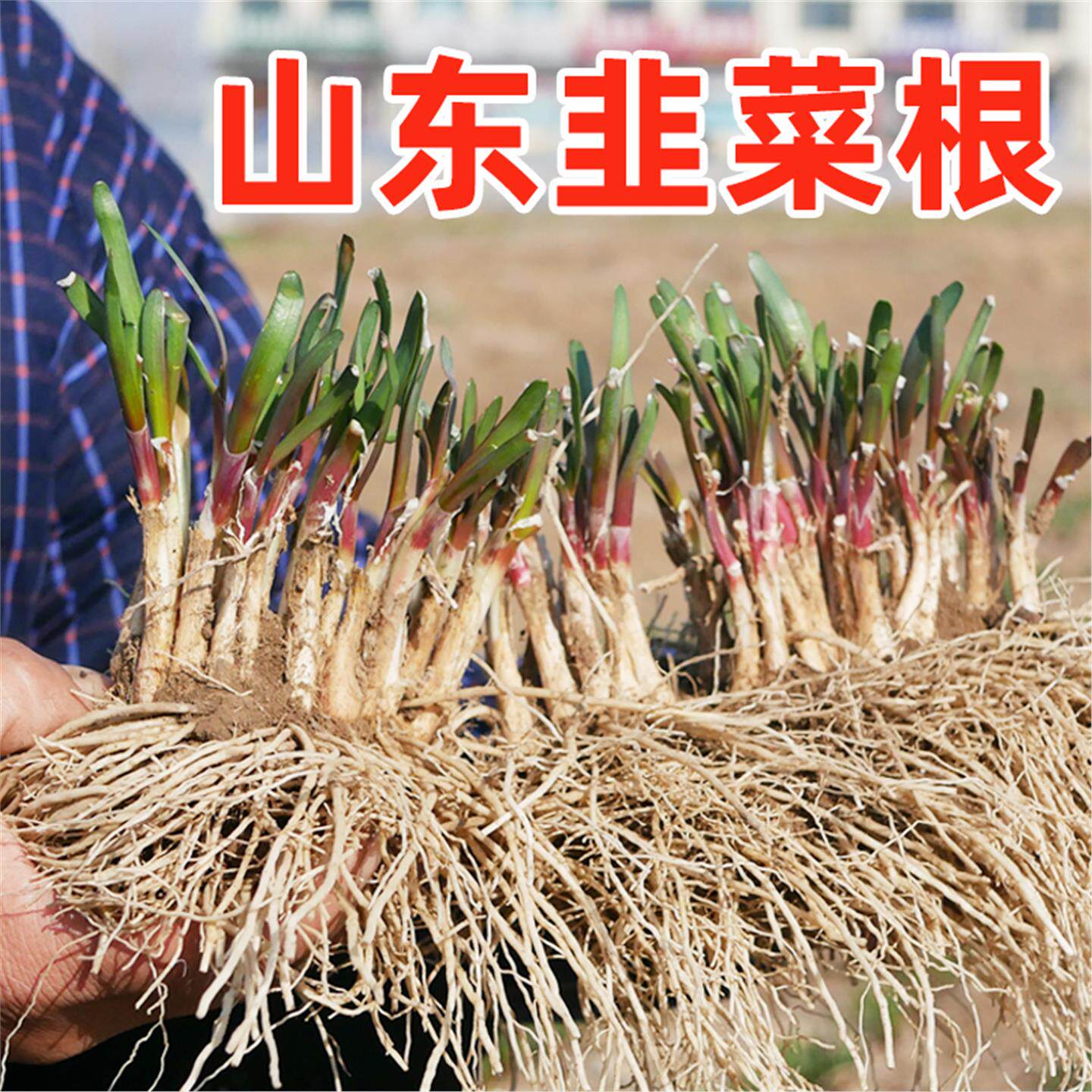 农家红根大宽叶韭菜带土四