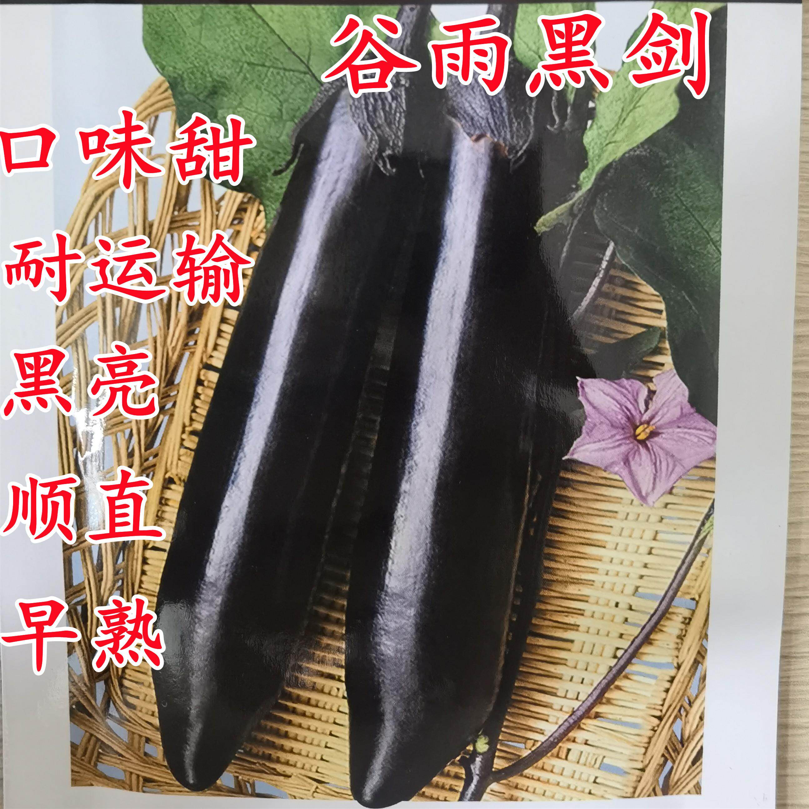 谷雨黑剑长茄子种籽苗圆紫