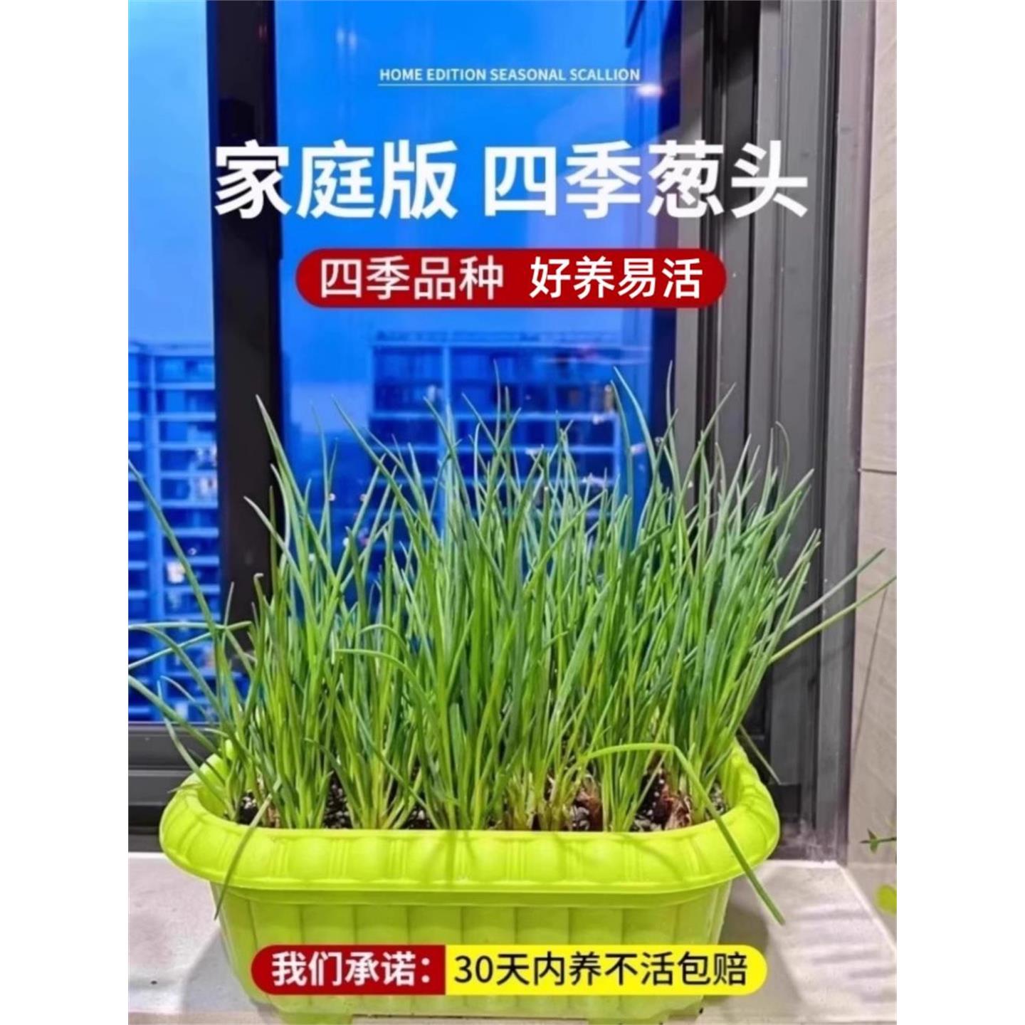 红葱头种子四季小香籽阳台