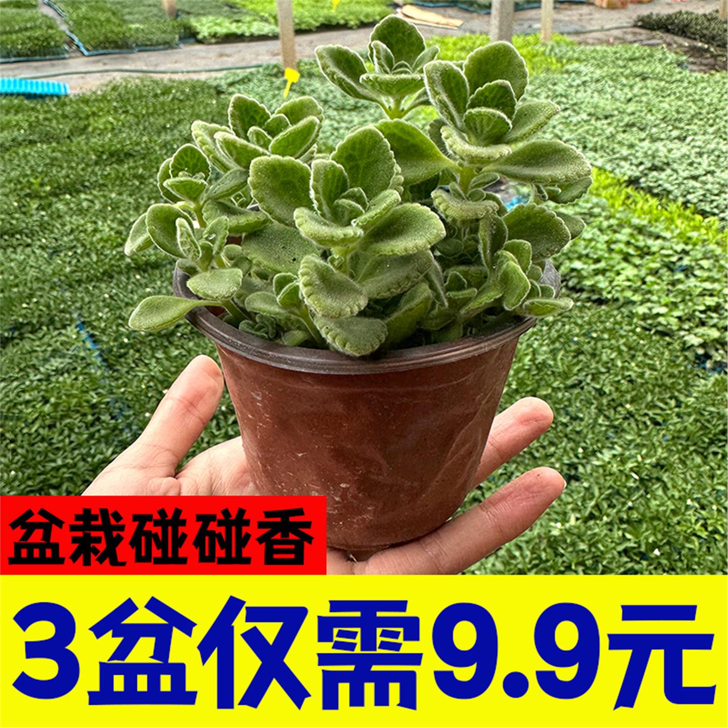 碰香桌面盆栽净化空气清驱