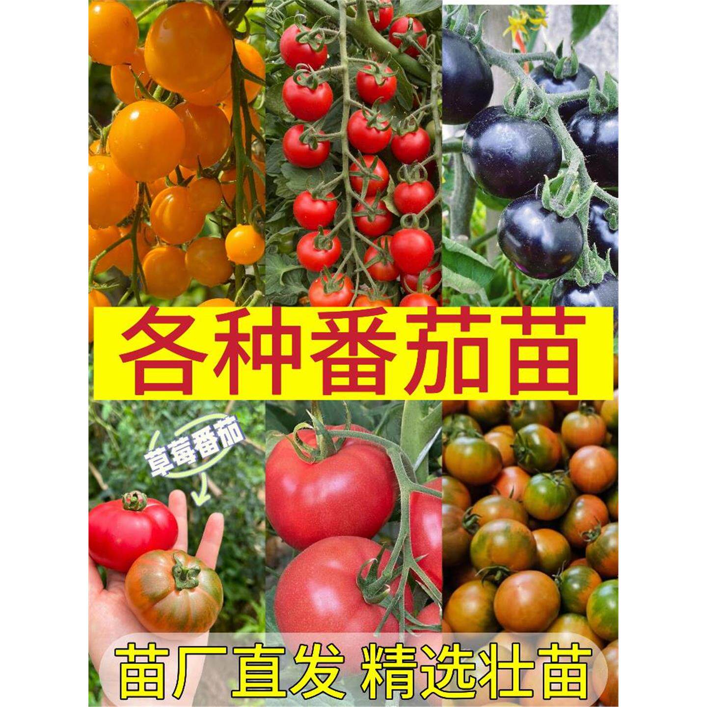 番茄苗黑珍珠矮生水果老品