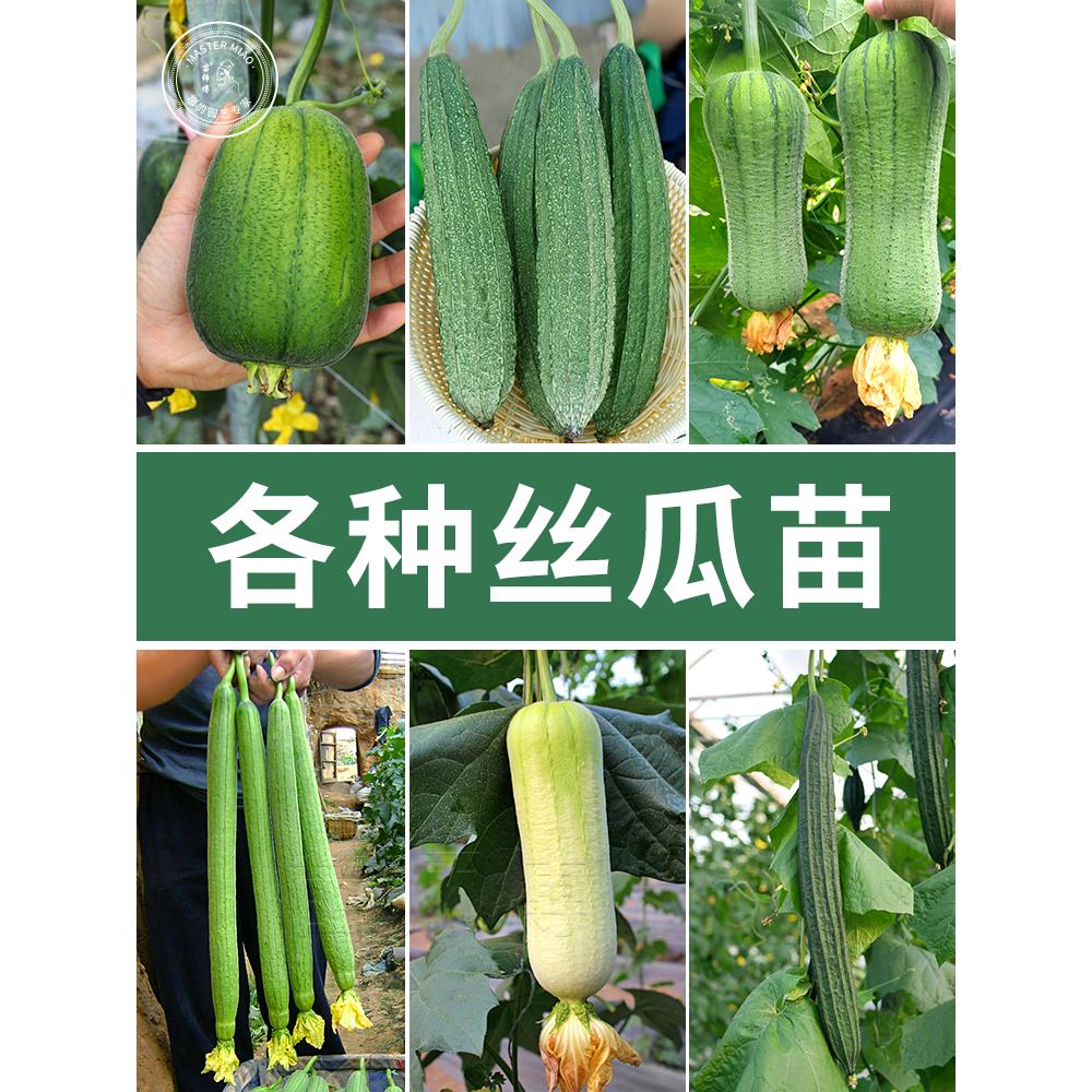 丝瓜苗大肉棱角高产秧长春