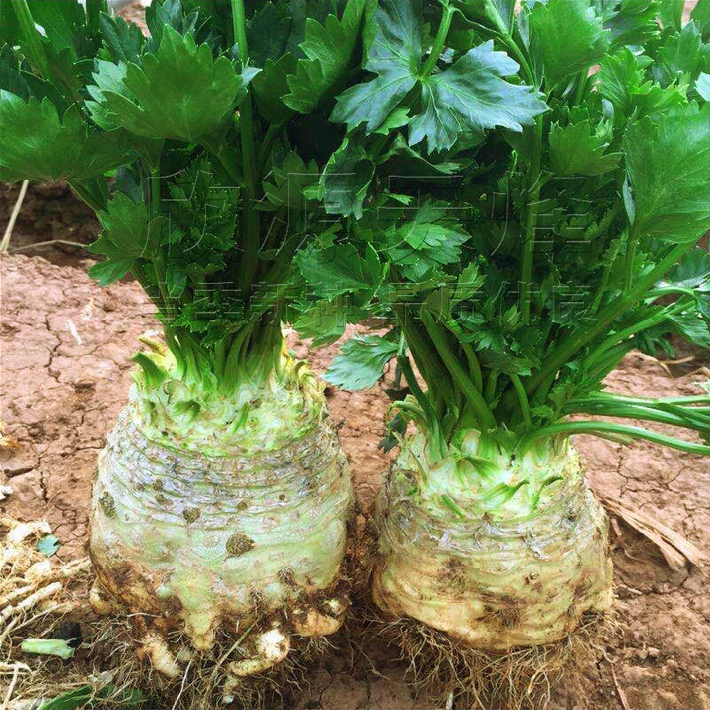 根芹种籽苗子秧菜块洋球塘