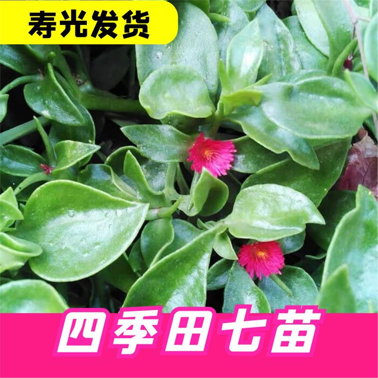 可食用田七菜种苗子牡丹吊