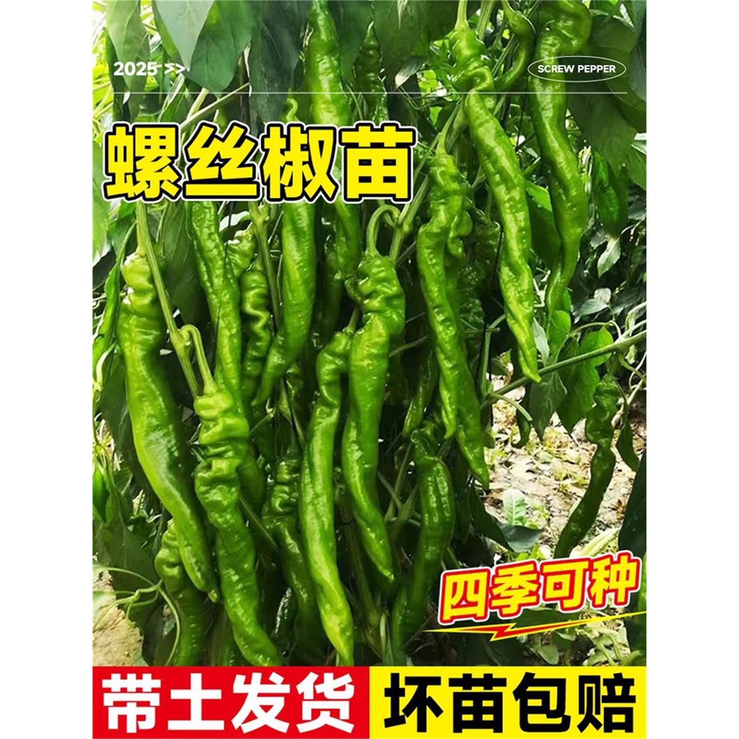螺丝椒辣苗七彩种带土四季图片