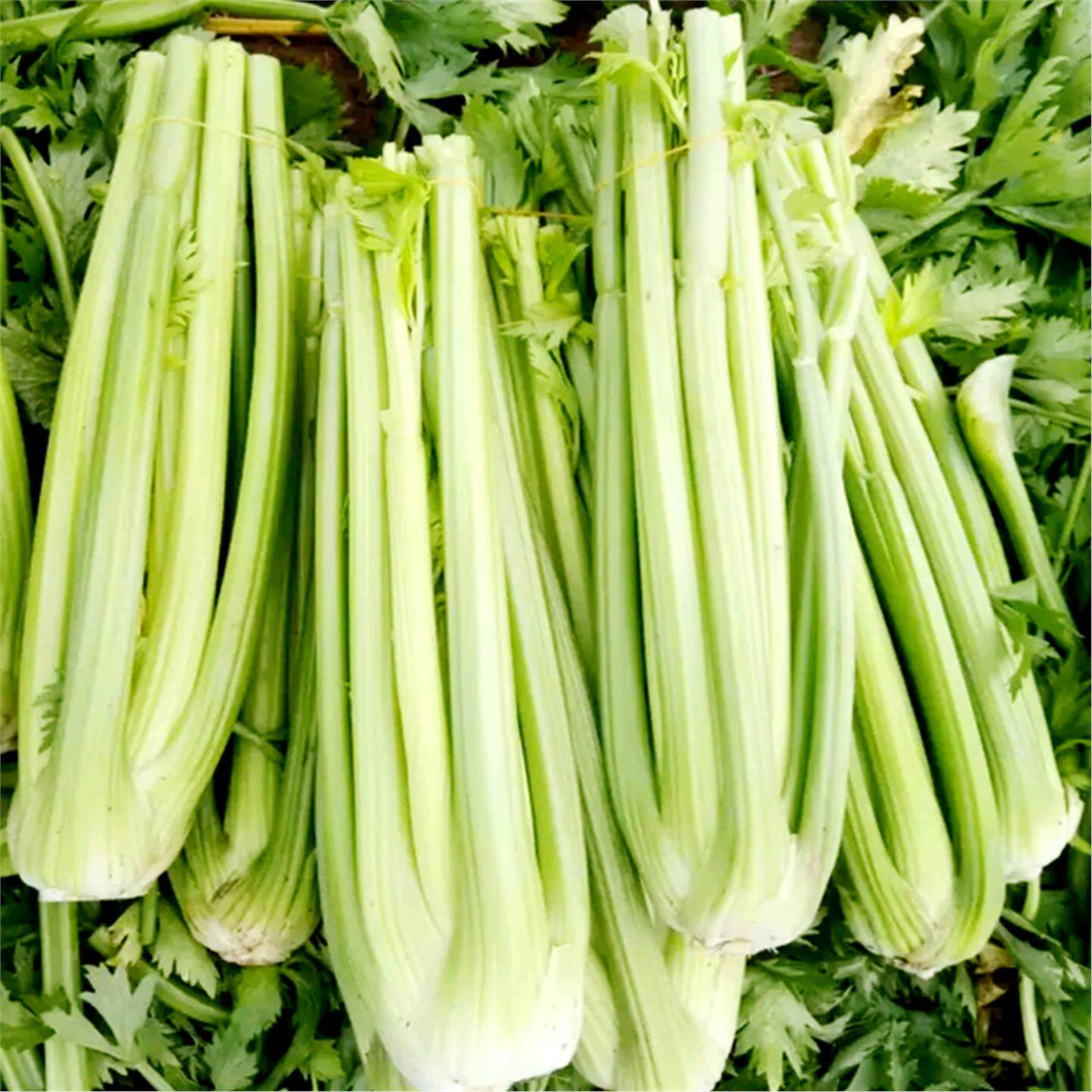 芹菜苗子秧皇后西种法国文