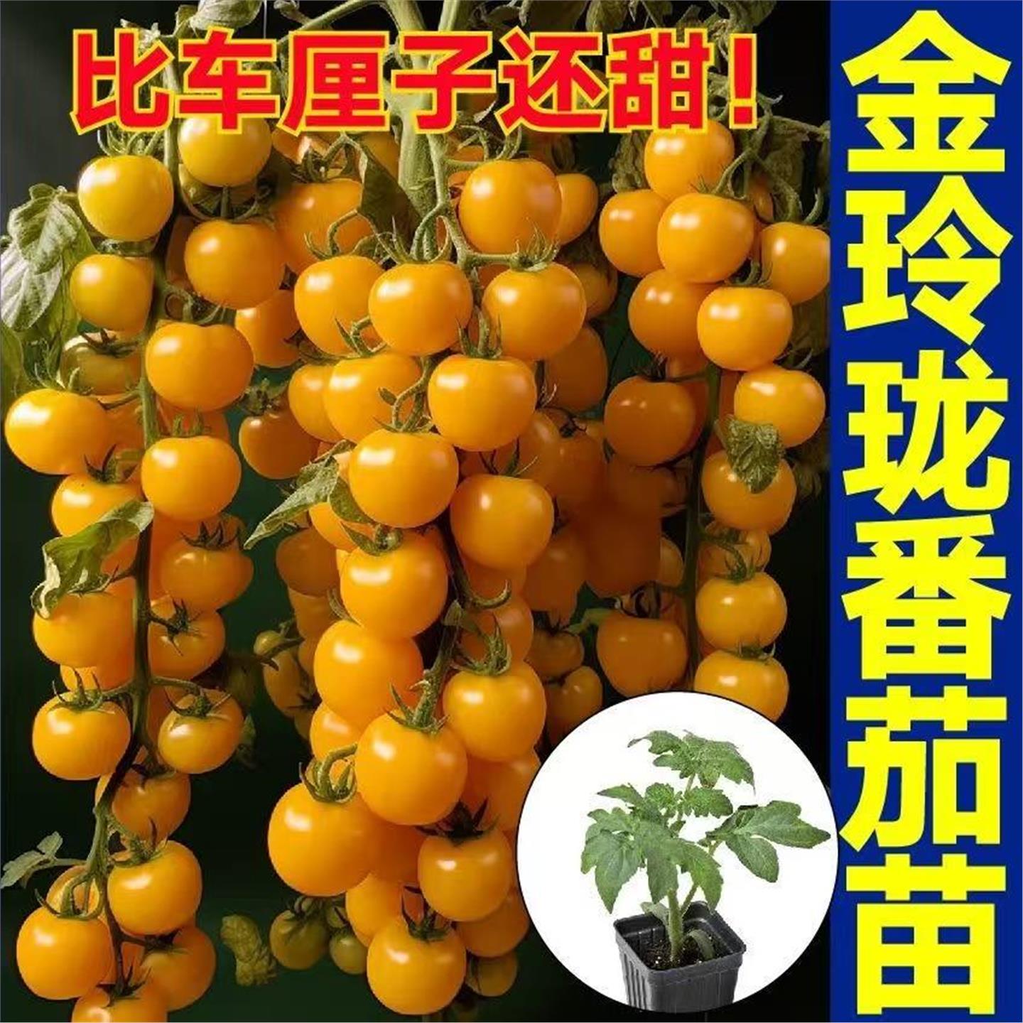 超甜糖水炸弹金玲珑番茄秧