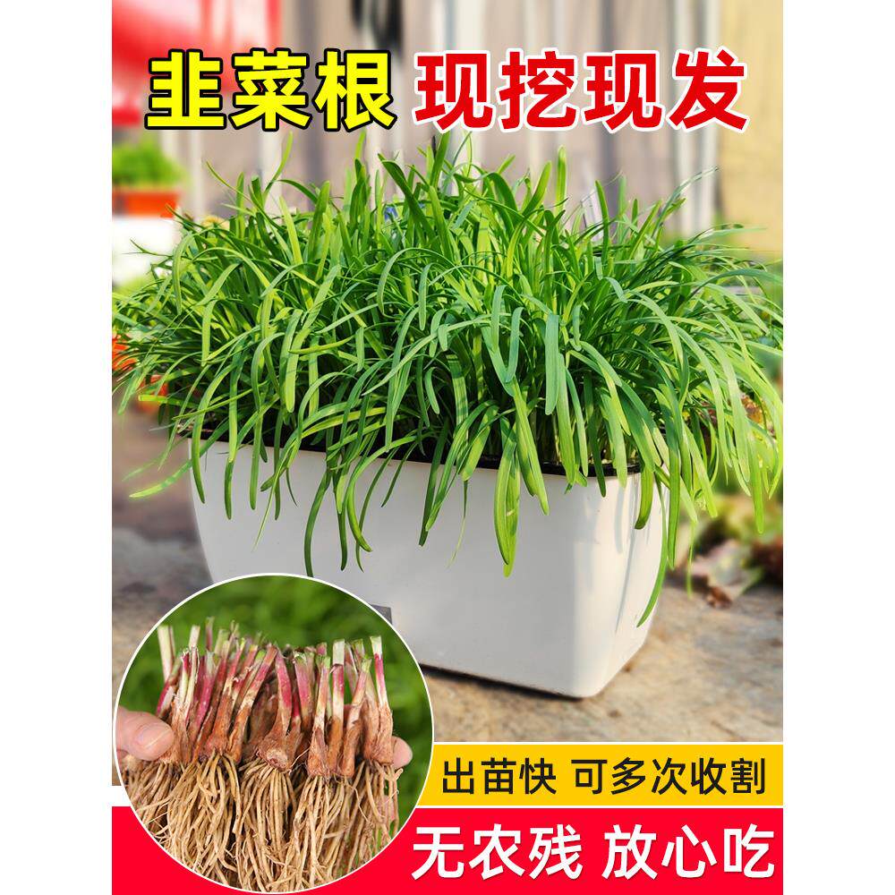 韭菜根苗紫红独菲四季土大