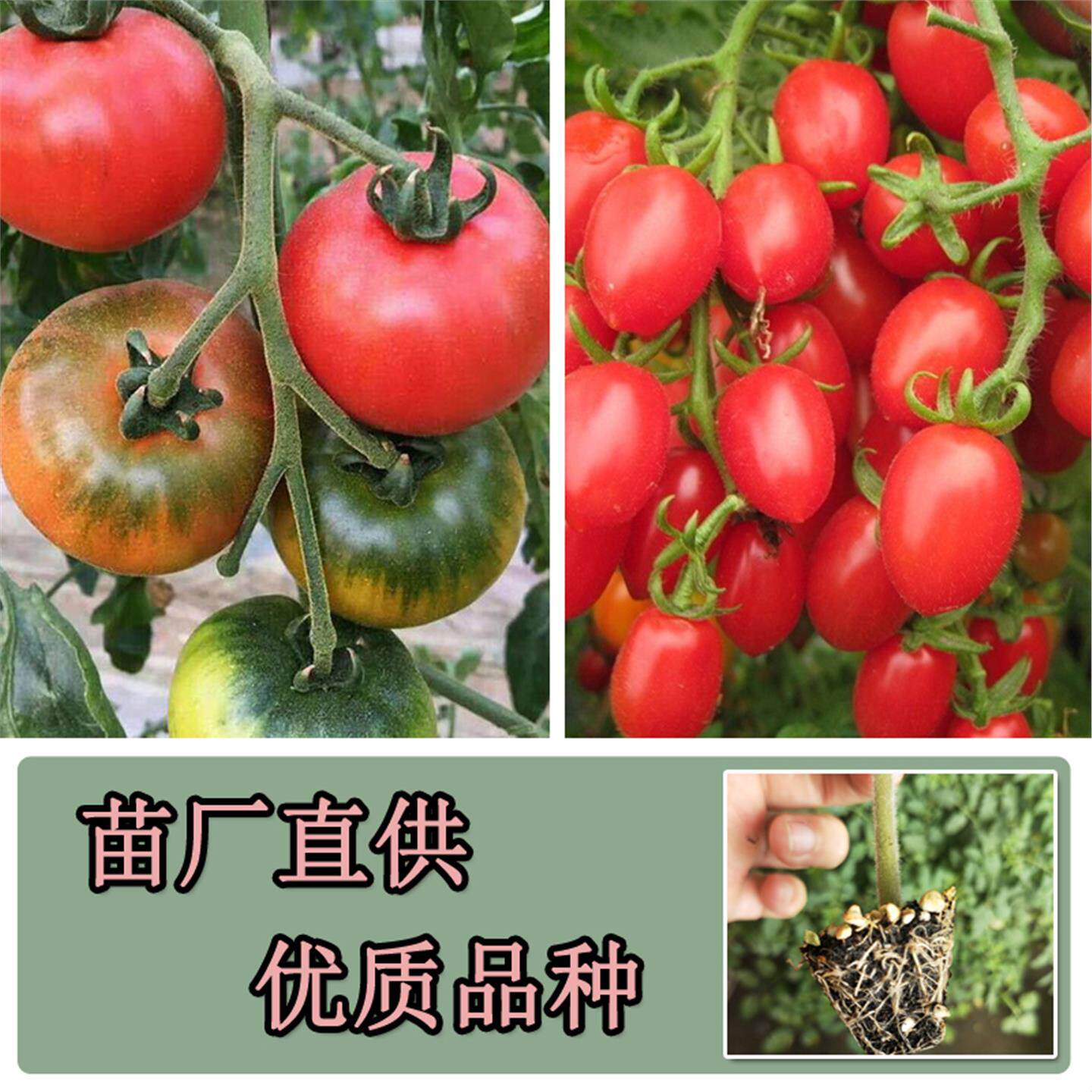 蔬菜苗番茄千禧樱桃西红柿