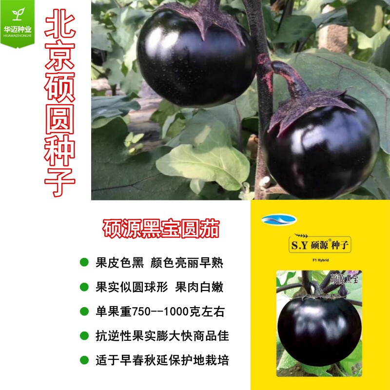 硕源黑宝茄子种嫁接圆苗早