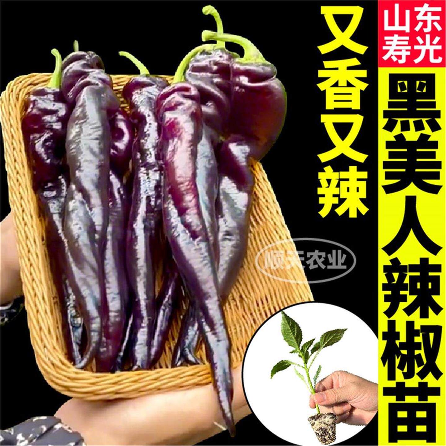 山东寿光黑美人辣椒苗秧四季高产黑紫螺丝椒陇椒种子盆栽小院蔬菜