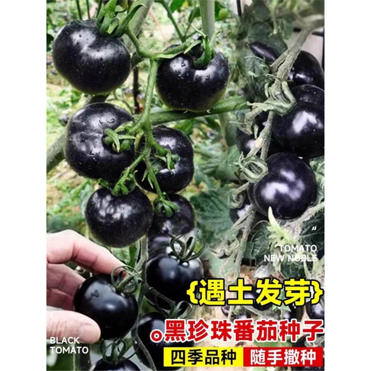 黑番茄种子秧苗水果蔬菜籽