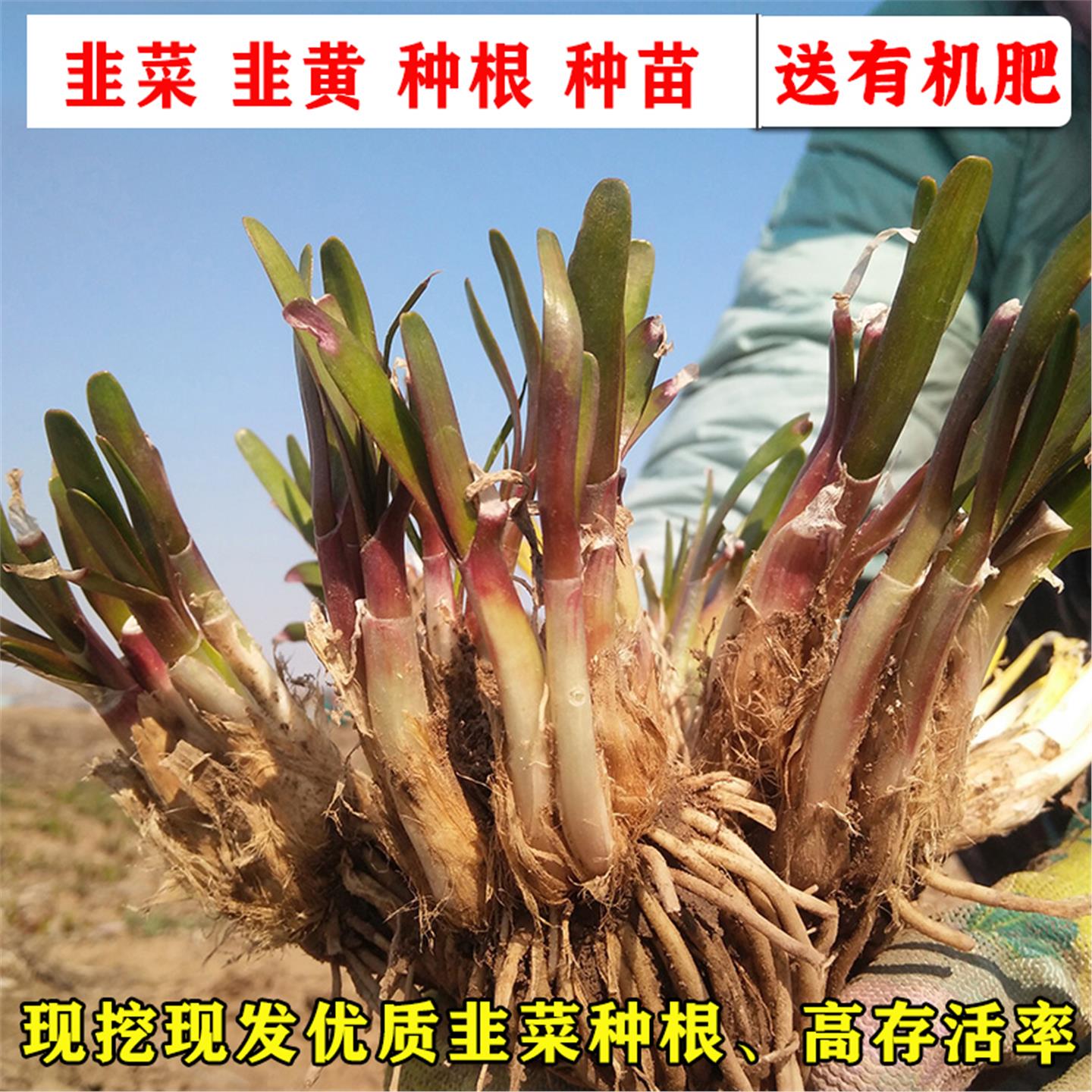 韭菜根苗种新籽盆栽鲜四