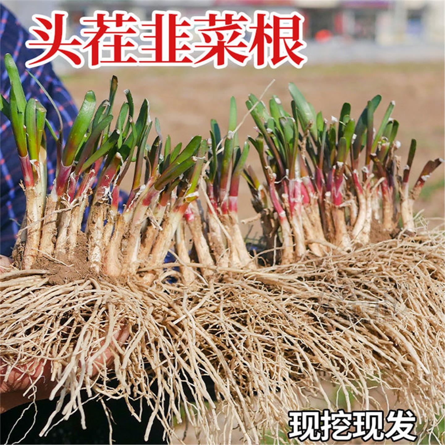 韭菜根苗紫红带土蔬宽叶大