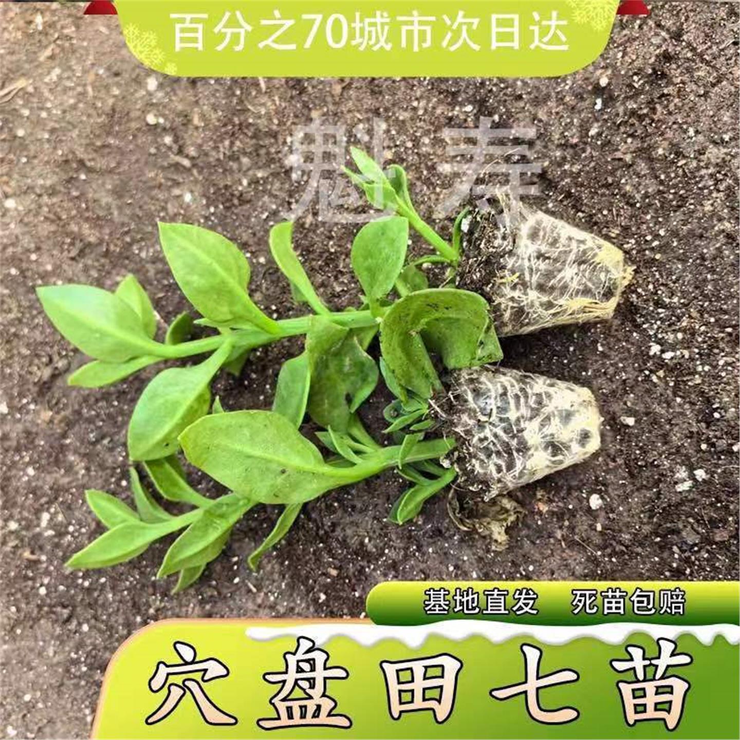 食用养生田七种苗特色野菜