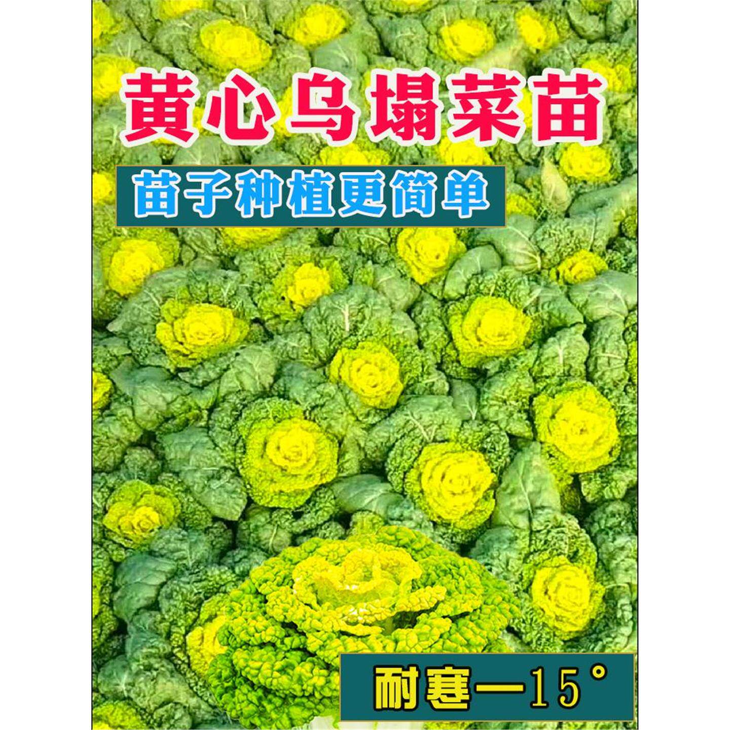 黄心乌菜苗秧黑塌菊白籽种
