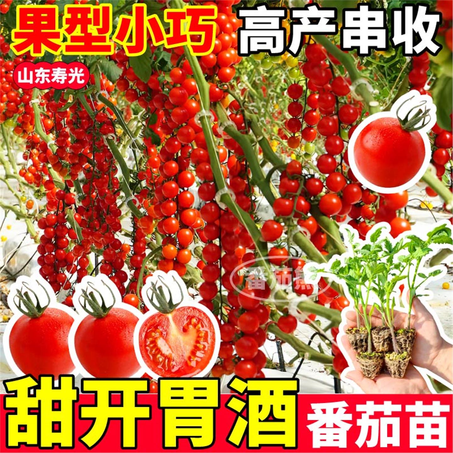 山东寿光超甜开胃酒番茄苗