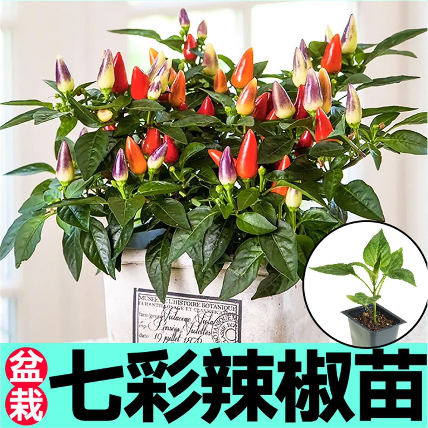 观赏食用两七彩小辣椒秧苗
