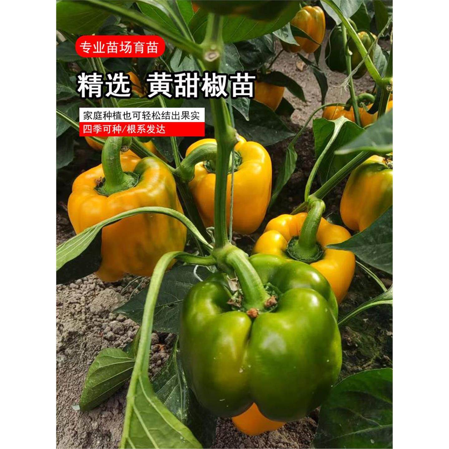 彩色黄甜椒苗辣种子籽菜蔬