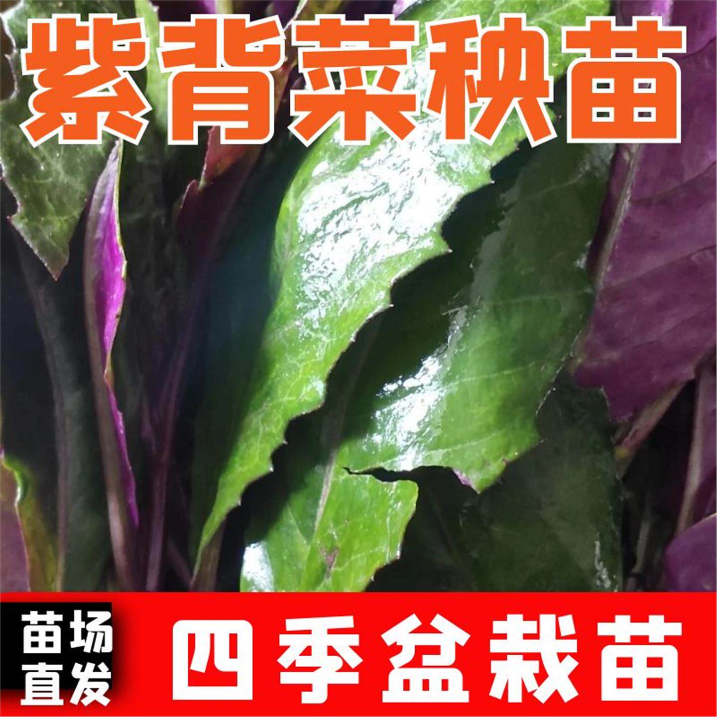 新鲜紫背菜苗天葵蔬种观音