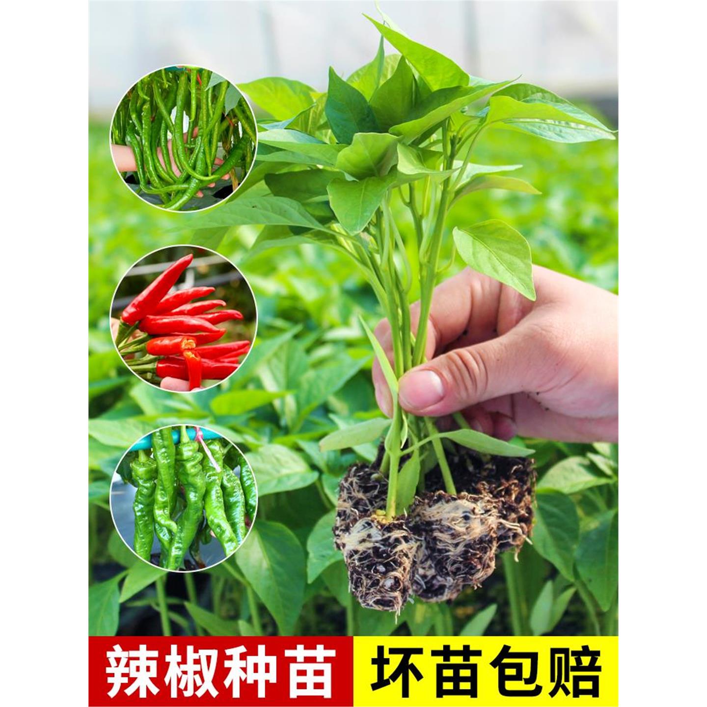 辣椒苗秧四季高产樟树港螺