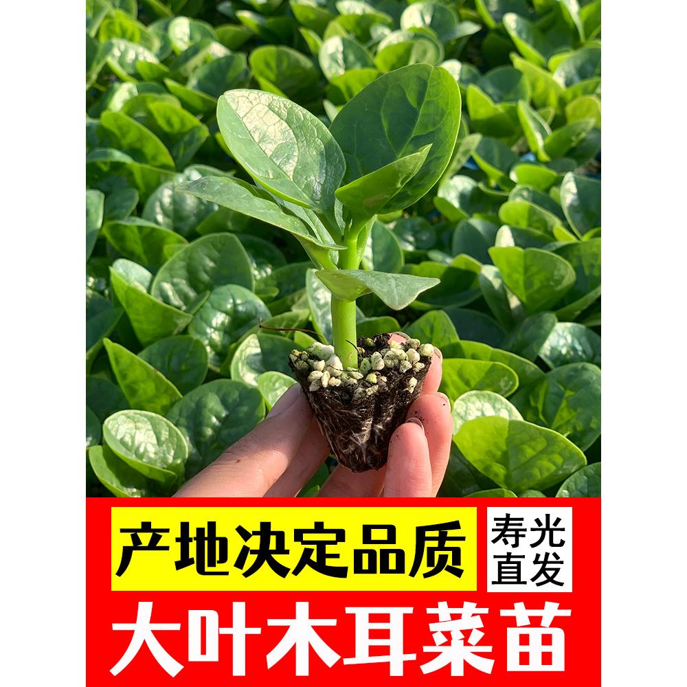 特大圆叶木耳菜苗子四季阳
