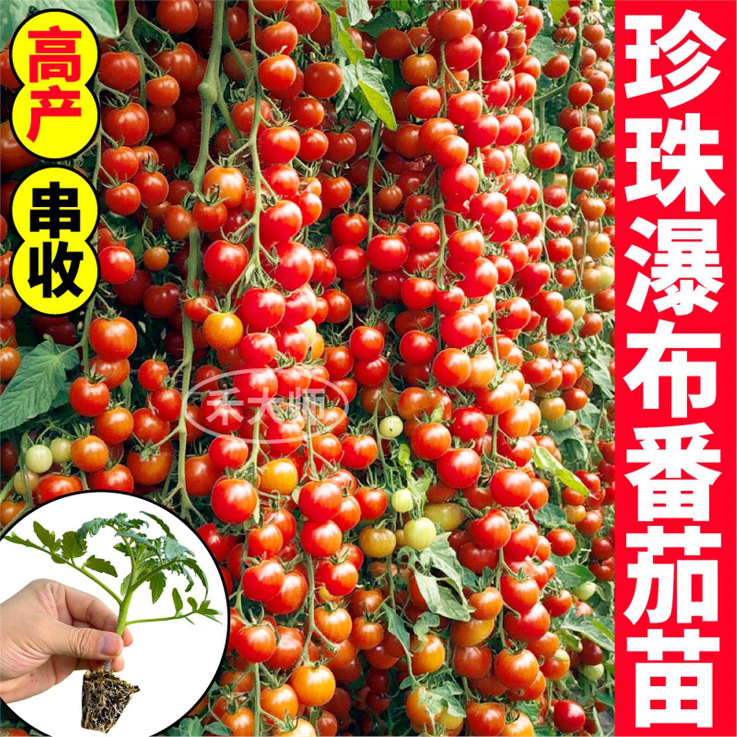 高产串收珍珠瀑布小番茄苗
