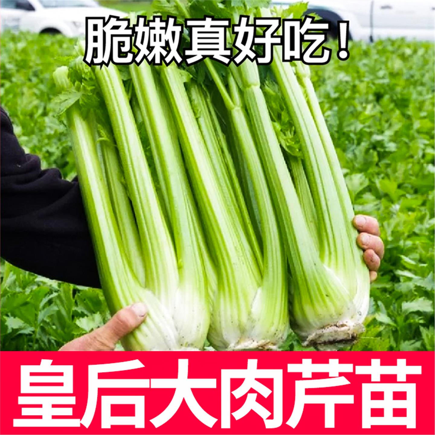 水果皇后西芹苗大肉香味浓