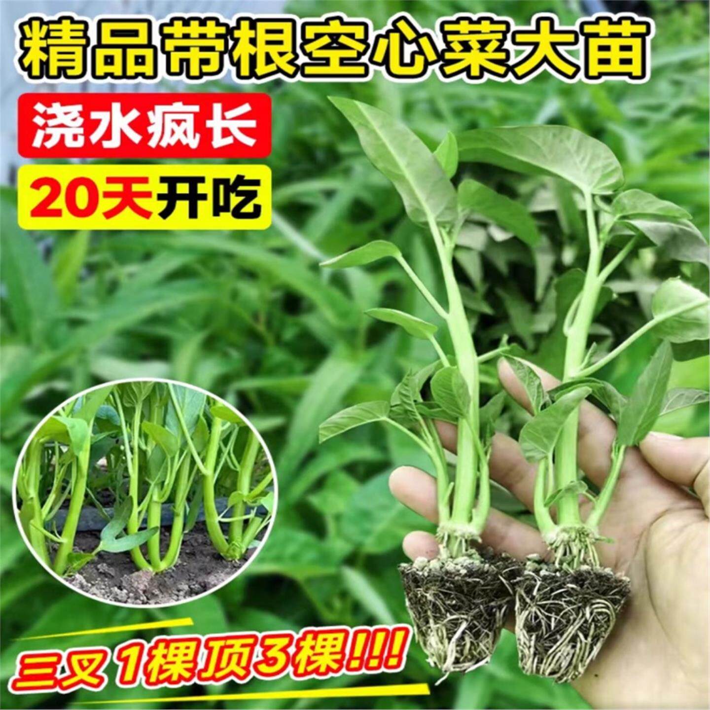 三叉空心菜茼茴香苗竹叶种