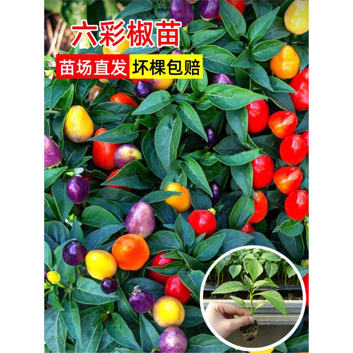 六彩泡椒苗盆栽七四季多小