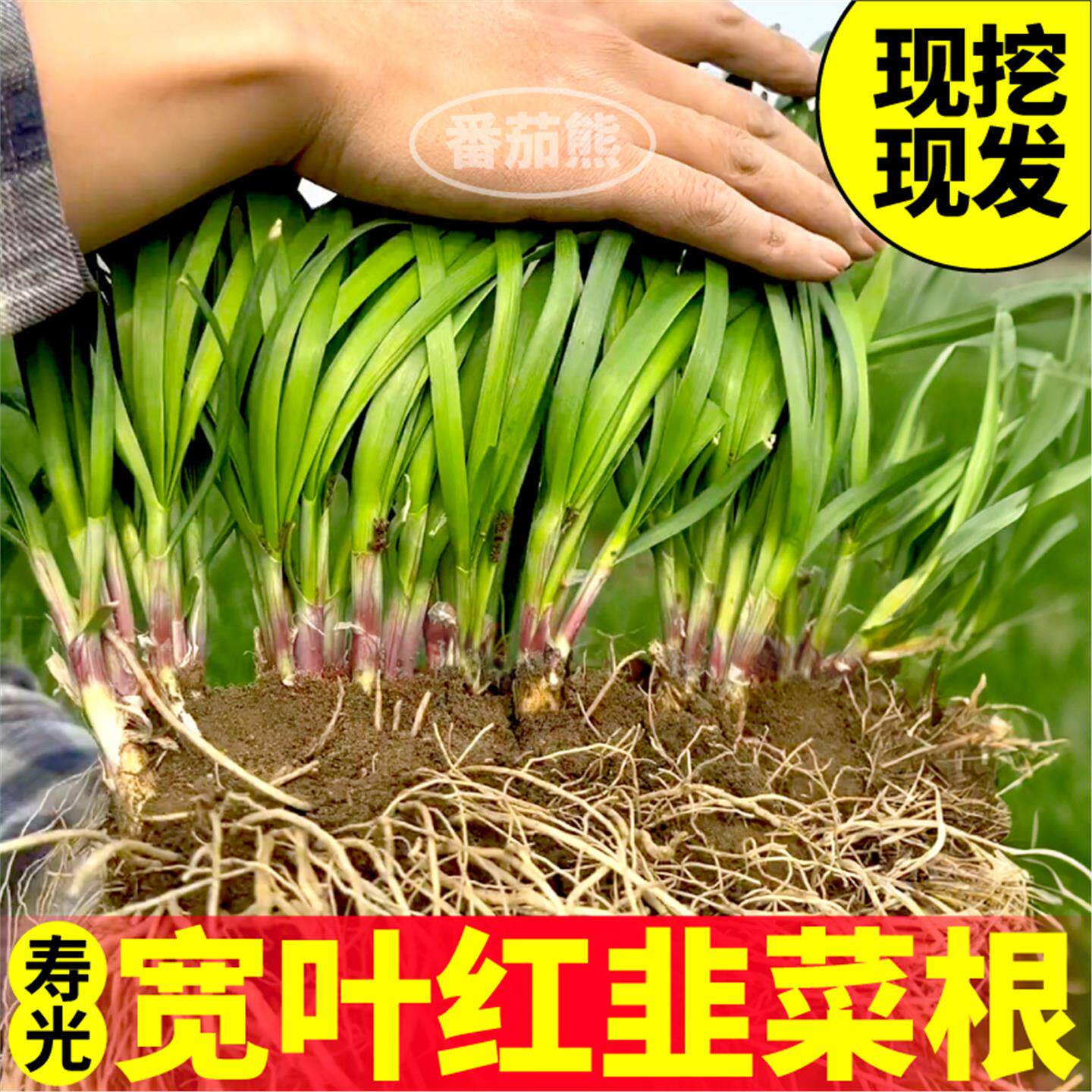 寿光现挖独根红韭菜当年新