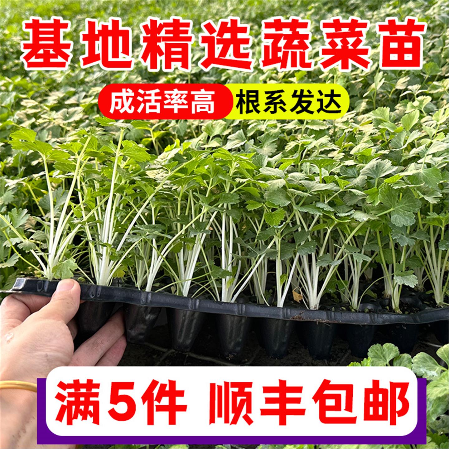 各种蔬菜苗辣椒朝天小米子