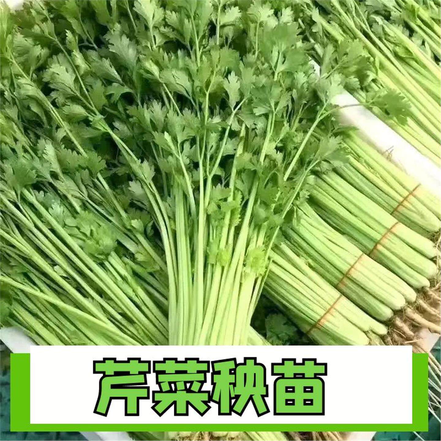 山东浓香土芹菜秧苗子带味