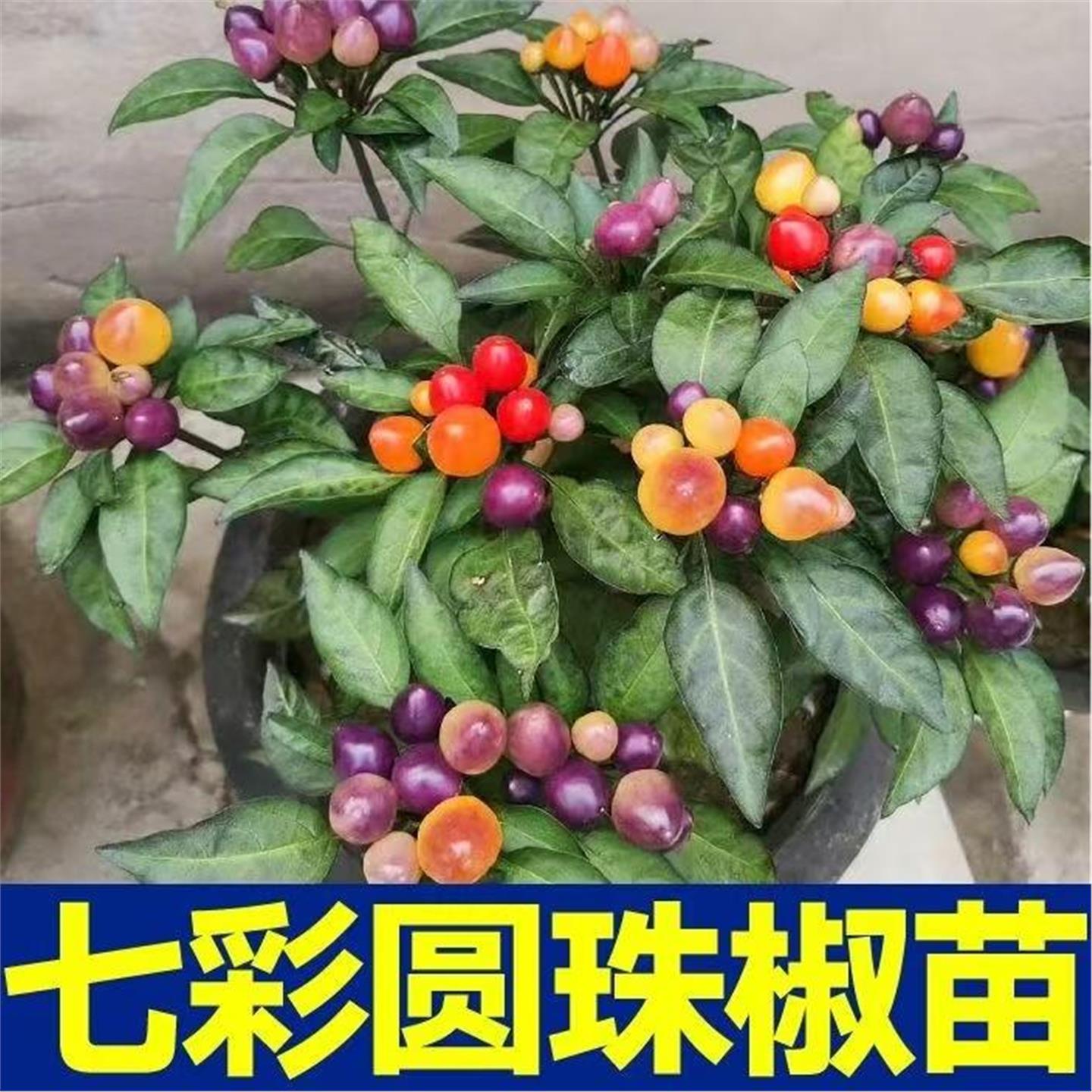 观赏食用好看七彩圆珠椒秧