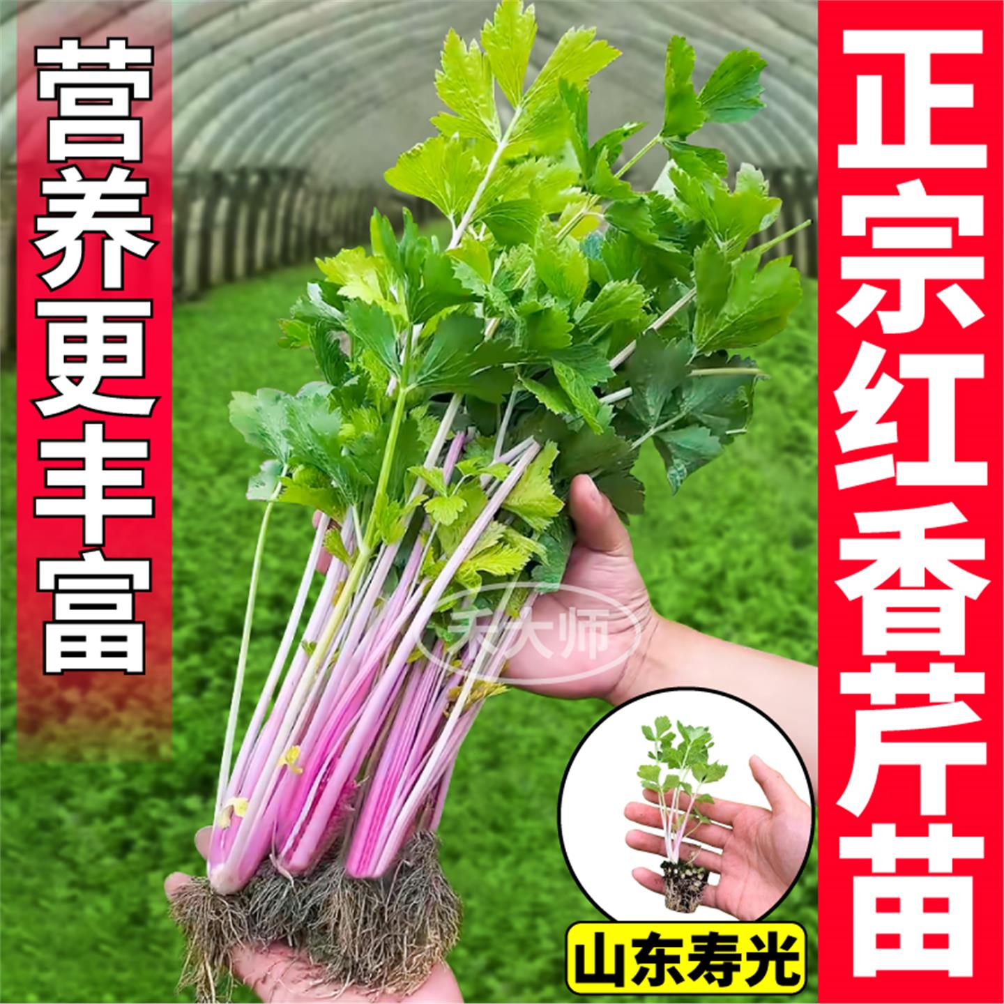 正宗红香芹苗秧四季高产皇