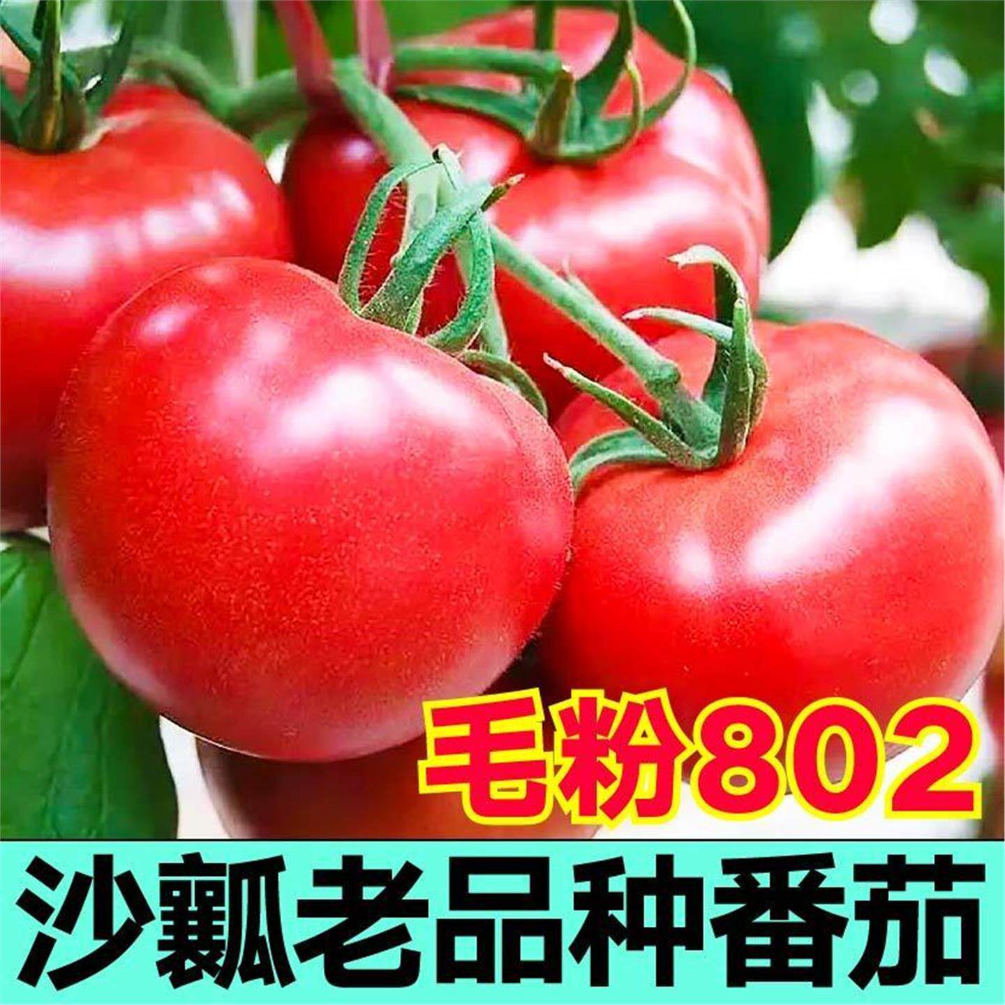 老品种沙瓤毛粉802番茄苗