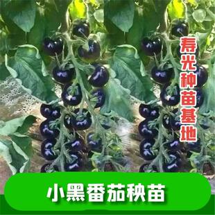 黑骑士番茄苗秧樱桃小西红柿幼苗超甜圣女果四季易种植蔬菜苗秧子
