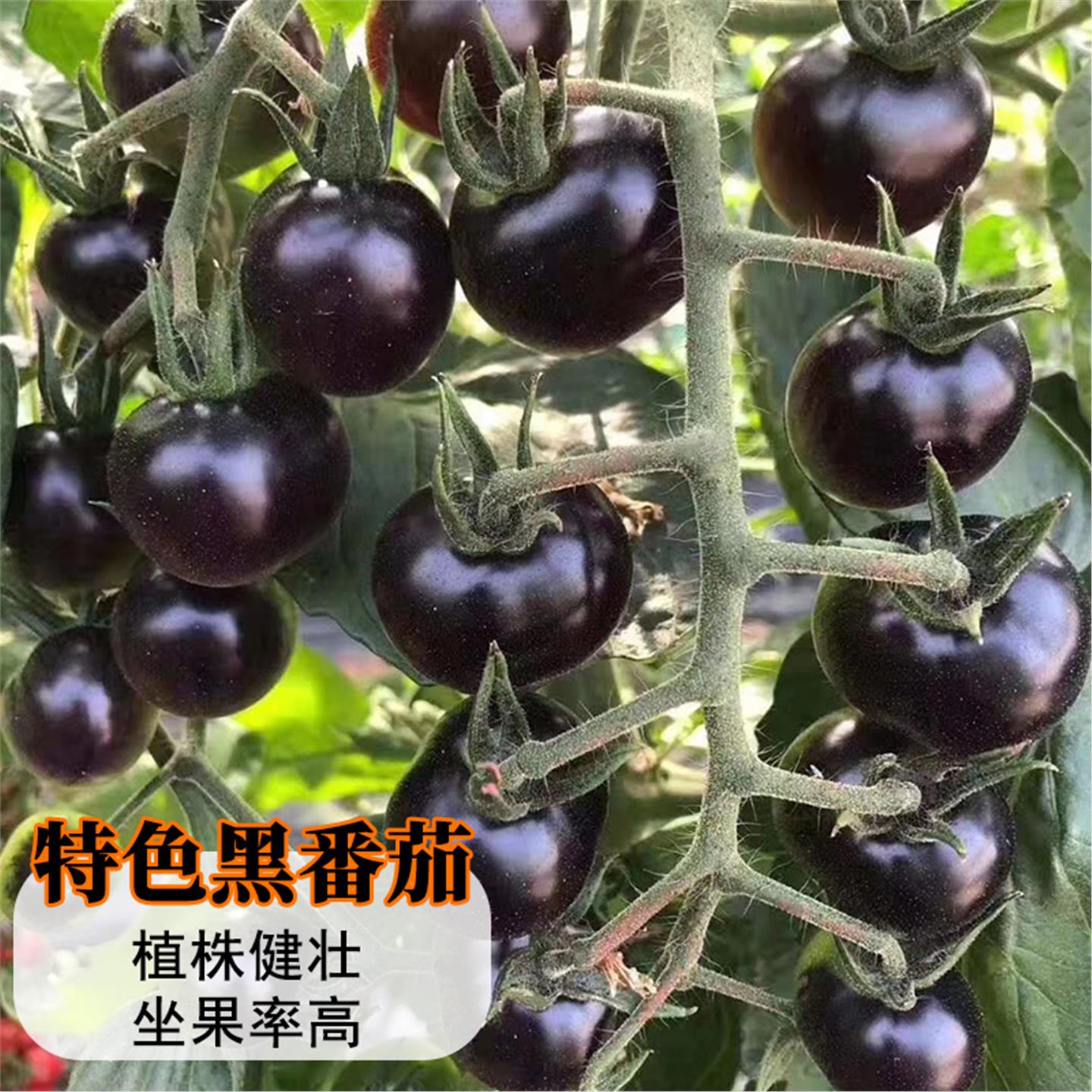 黑樱桃番茄种子妖姬籽圣女