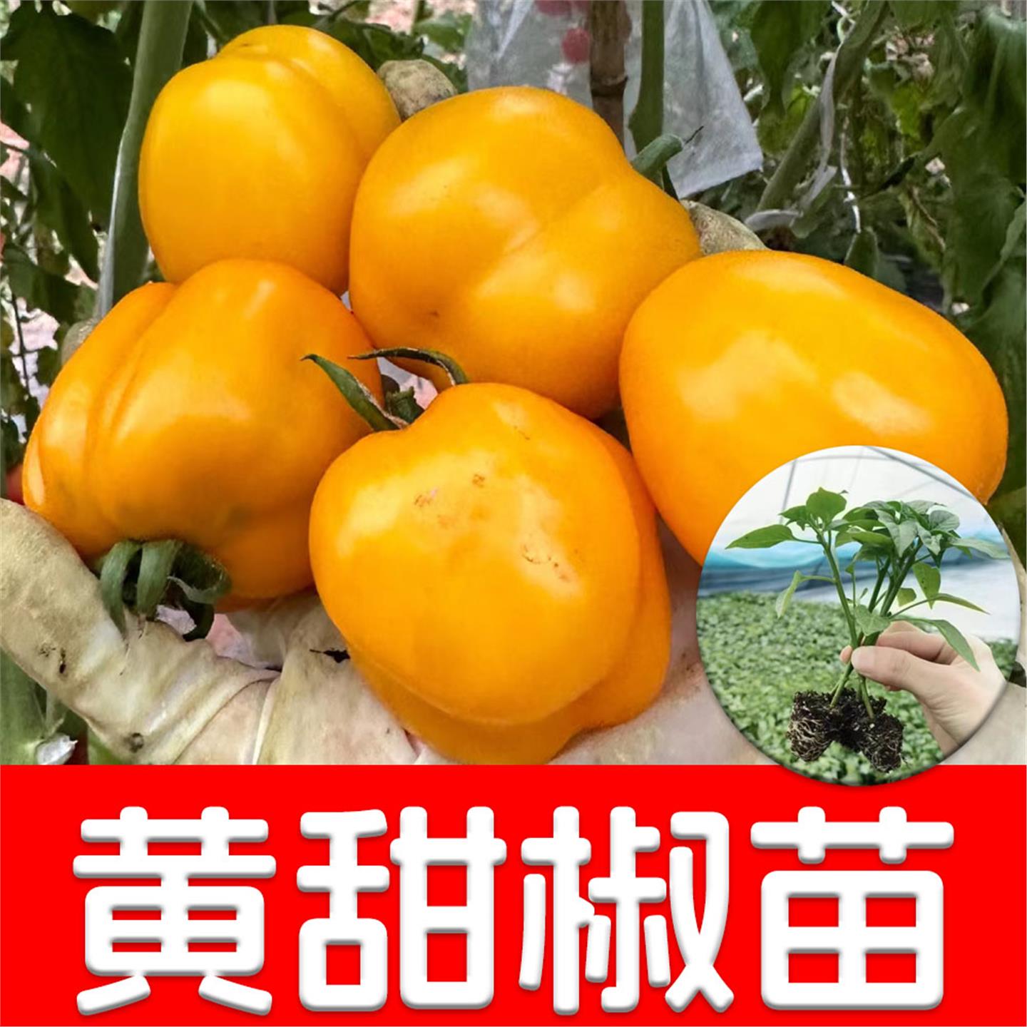 彩色黄甜椒苗辣种子籽菜蔬