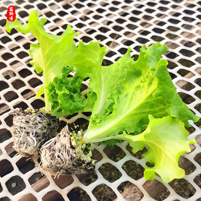 生菜苗带土紫叶色秧水培春