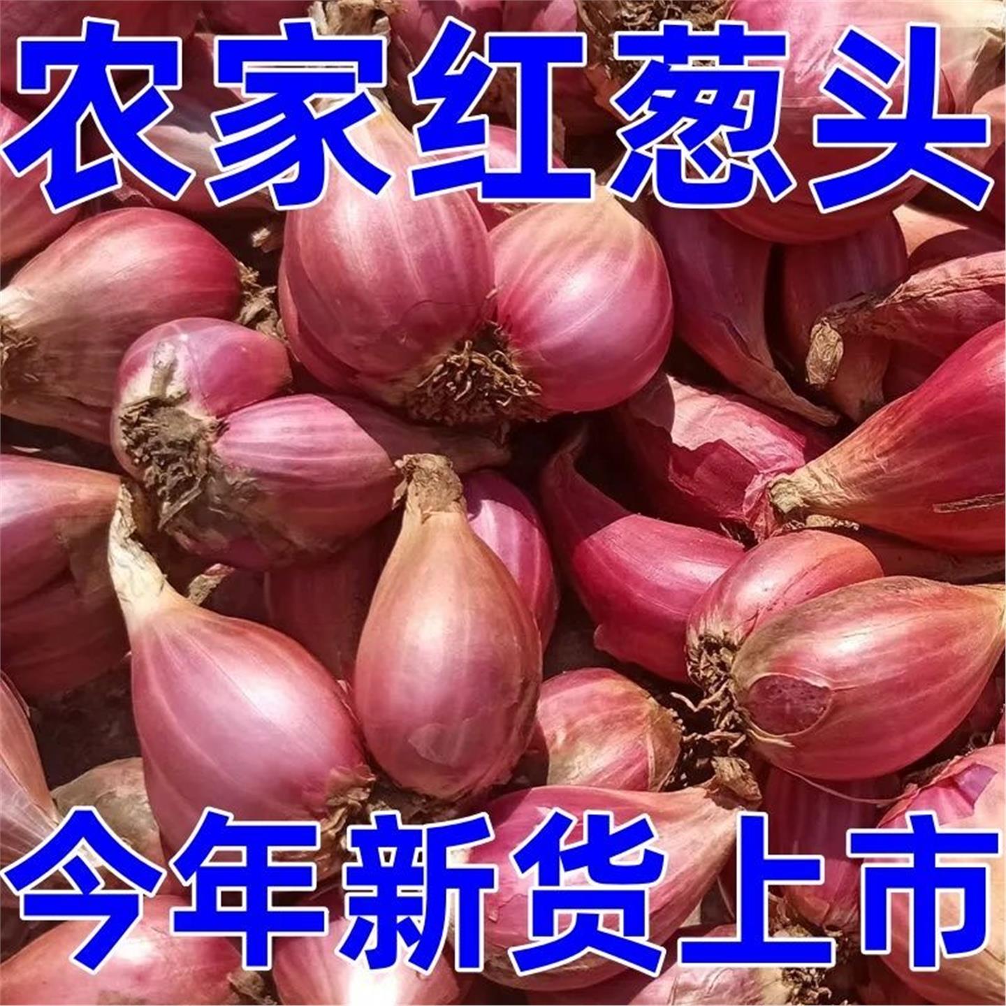 四川正宗红葱头种火铁新鲜