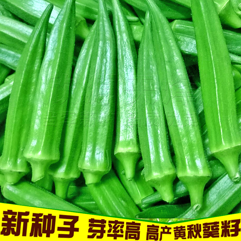 秋葵种籽高产大田绿红黄子