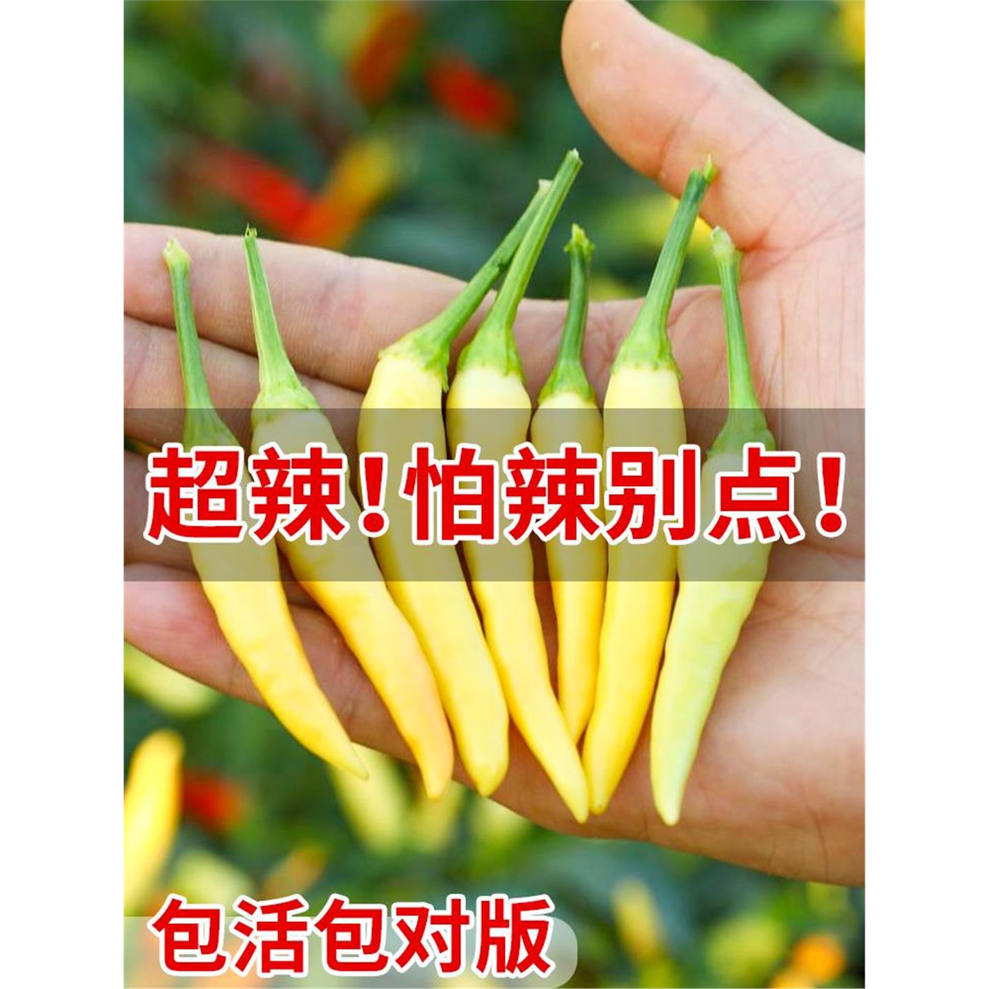 小米辣种子高产椒苗带土籽