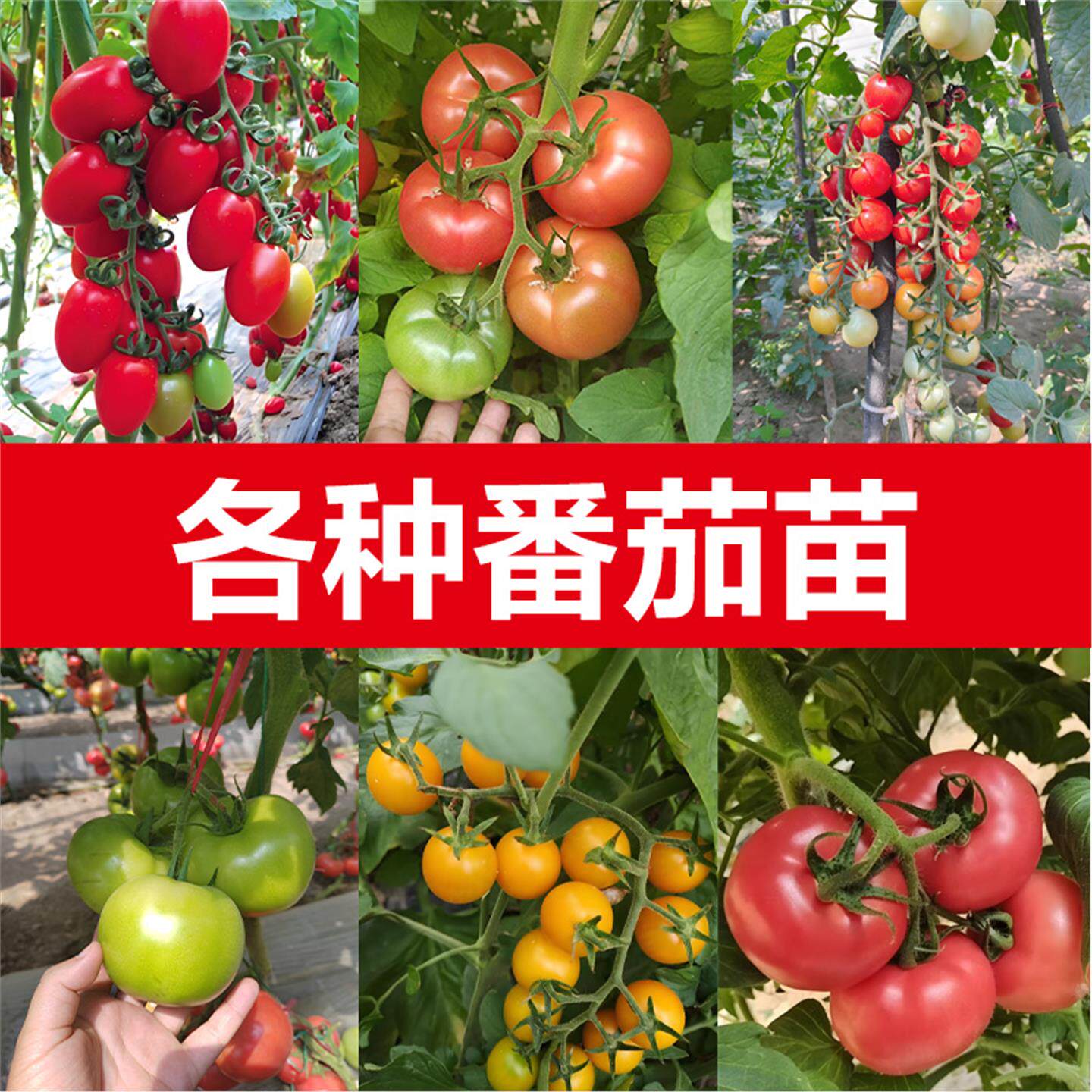 普罗旺斯西红柿苗秧大果沙瓤大粉嫁接番茄老品种山东寿光草莓蕃茄